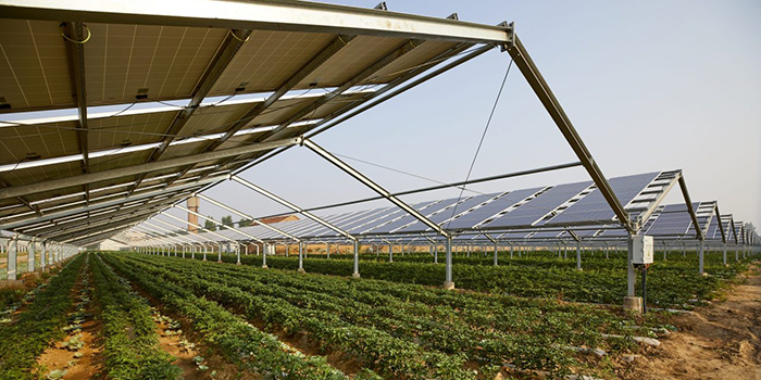 Nông nghiệp kết hợp với các tấm pin năng lượng mặt trời